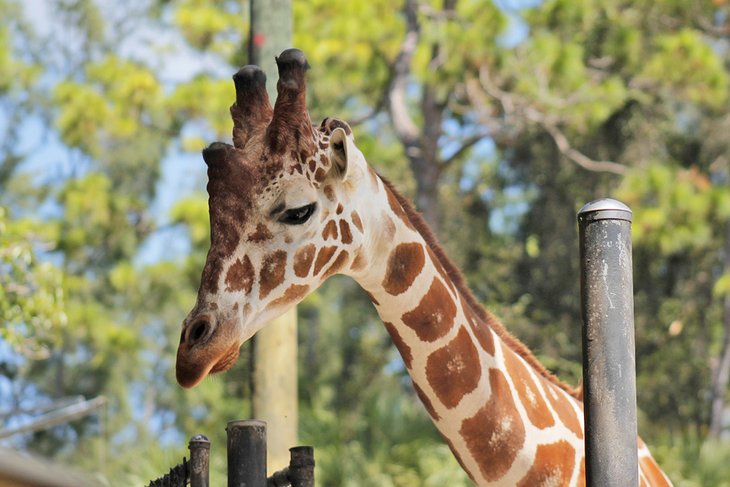 Giraffe at the Naples Zoo