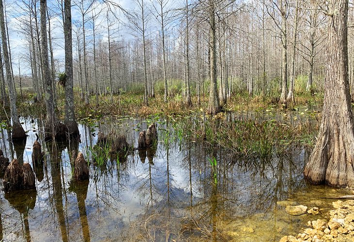 Swampland at the Loxahatchee Slough Natural Area