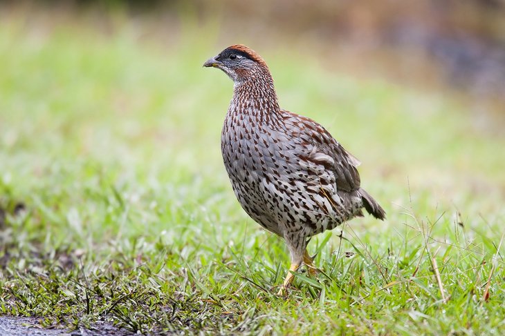 Francolin d'Erckel au parc ornithologique de Kipuka Puaulu