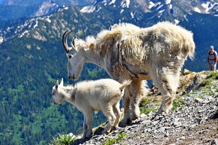 Mountain Goats in Jewel Basin, Flathead National Forest, Montana