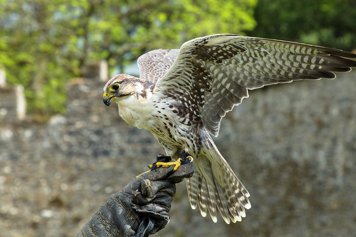Falcon on a gloved hand in Ireland