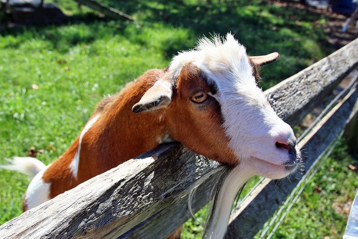 Goat in the petting area of the Maryland Zoo