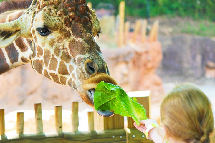 Feeding a giraffe