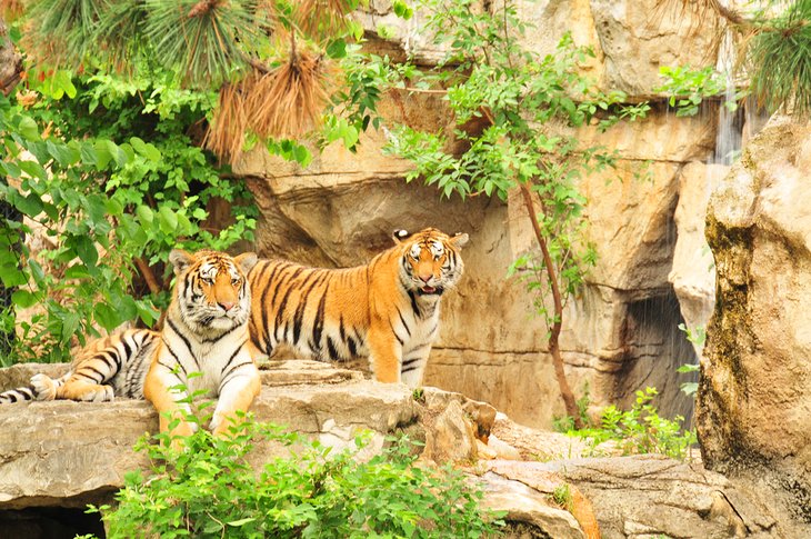 Tigres au zoo de Saint Louis