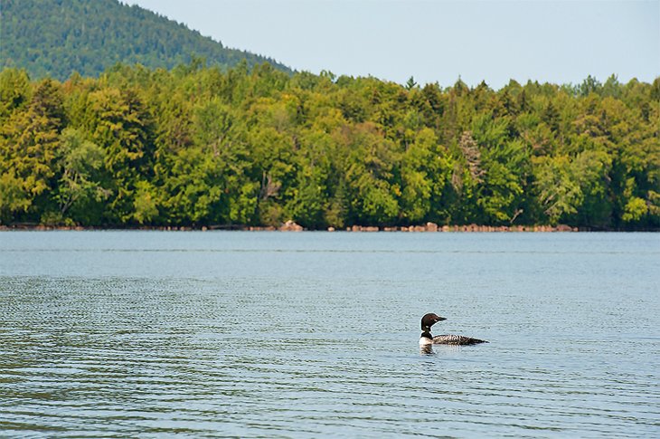 Common loon on Lake Umbagog