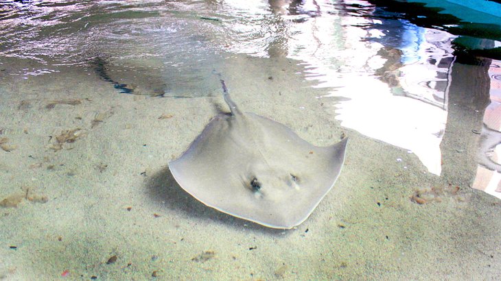 Stingrays in a petting tank