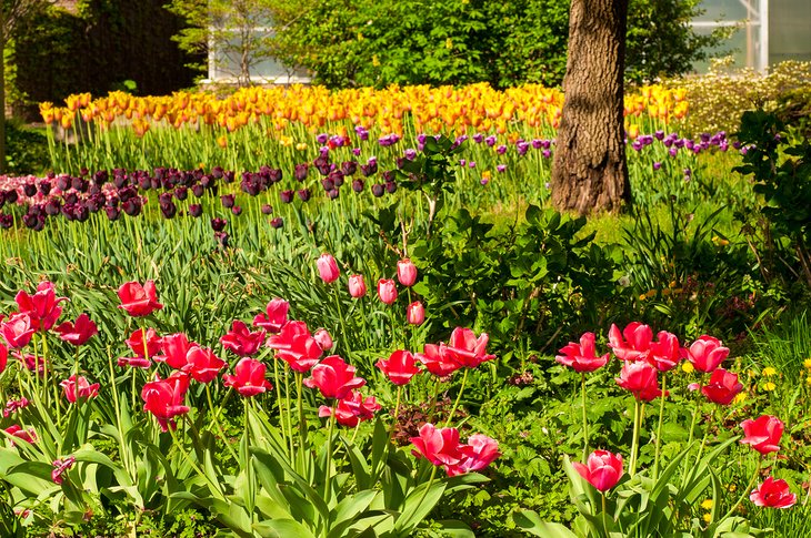 Tulipes en fleurs au jardin botanique de Cleveland