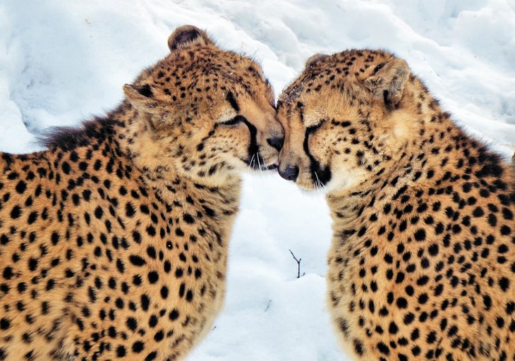 Cheetahs at the Cleveland Metroparks Zoo