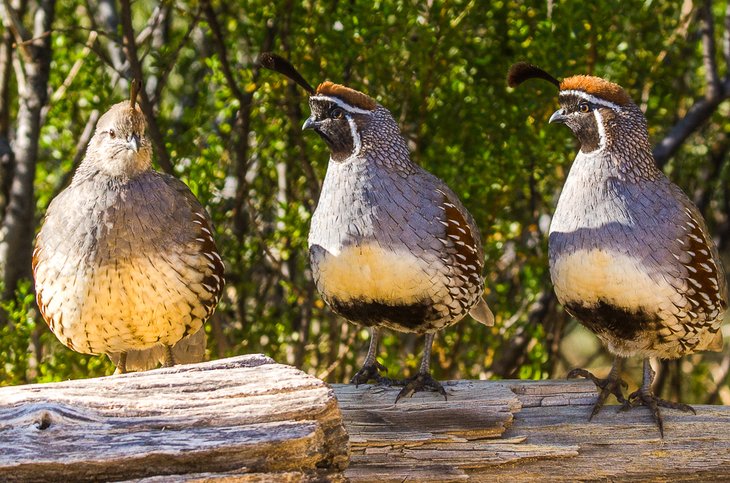 A female Gambel’s quail getting all the attention in BBRSP