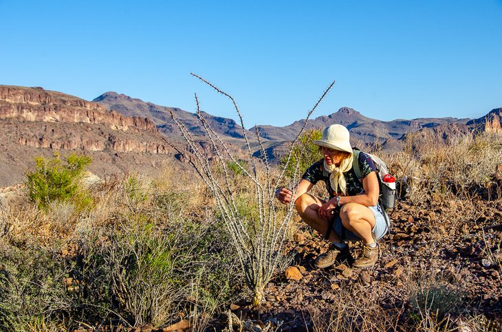 Author, Catherine Hawkins, up close and personal with a desert plant in BBRSP