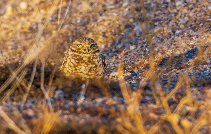 Burrowing owl