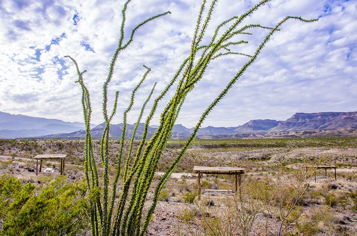 Ocotillo and campsites in Big Bend Ranch State Park