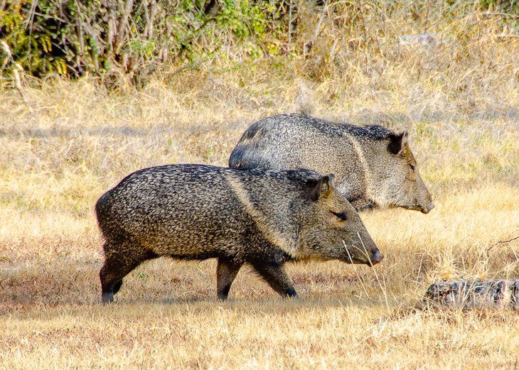 Javelina grazing in the late afternoon in BBRSP