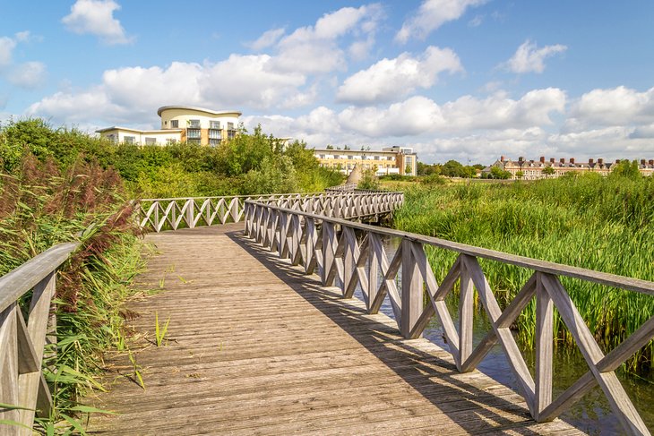 Walking path through the wetlands in Cardiff Bay