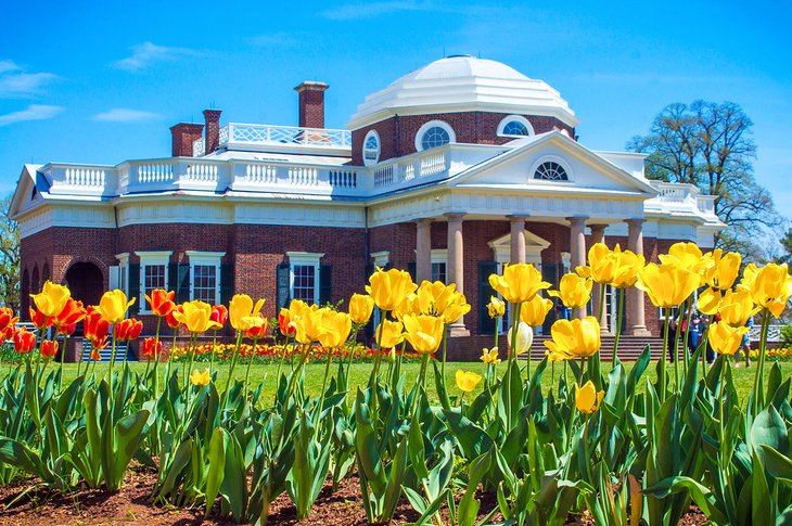Tulips blooming at Thomas Jefferson's Monticello