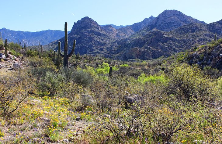 Flowers blooming in Catalina State Park, Tucson