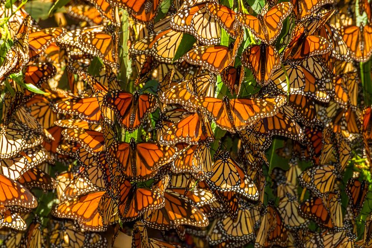 Monarch Butterfly Grove at Pismo State Beach