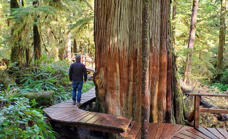 Boardwalk on the Rainforest Trail in Tofino