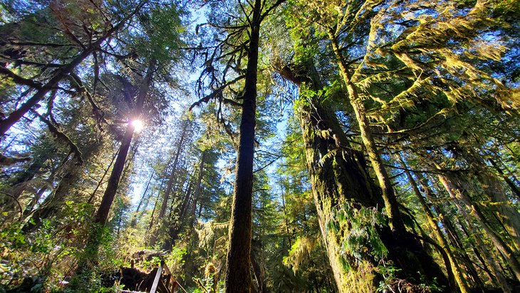 Light shining through trees on the Rainforest Trail in Tofino