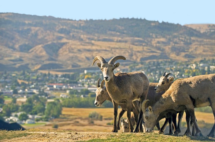 Bighorn sheep in Kamloops