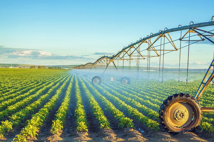 Potato field in Idaho