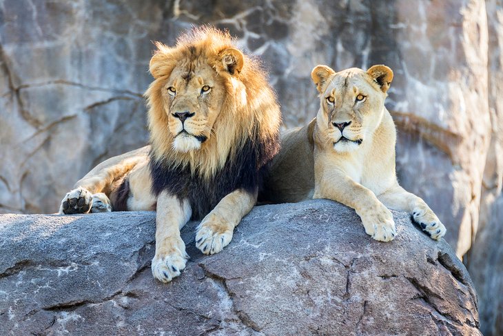 Lions at the Sedgwick County Zoo