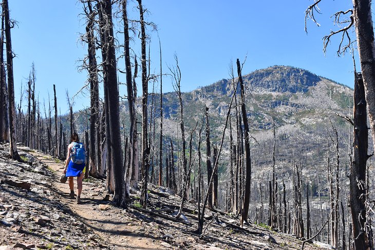 Hiking through the burn area up to Lolo Peak