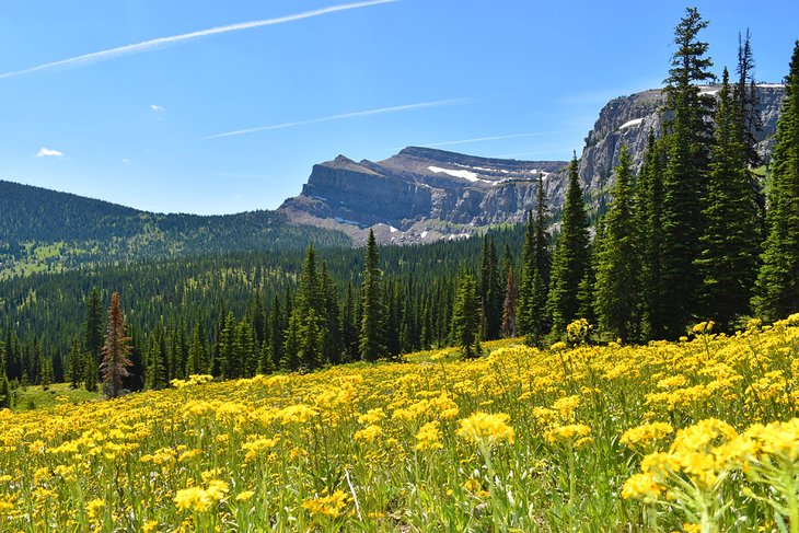 Summer wildflowers at the Chinese Wall, Bob Marshall Wilderness
