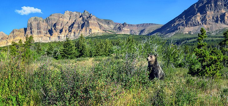 Grizzly Bear in Glacier National Park