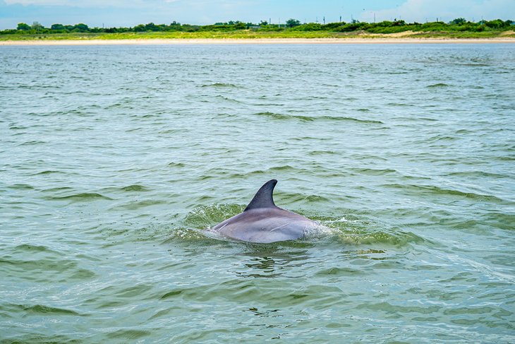Dolphin off Cape May