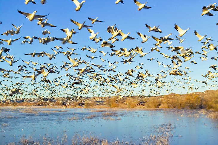 Snow geese flying above the Bosque del Apache National Wildlife Refuge