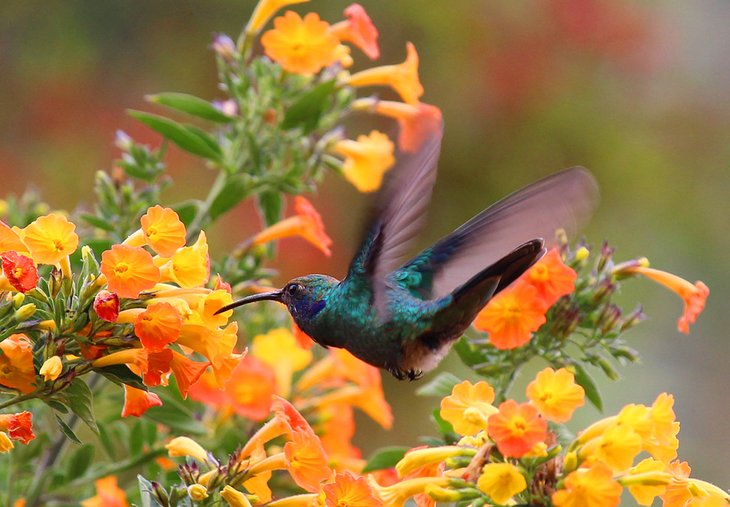 Hummingbird at Finca Lerida Lodge, Boquete