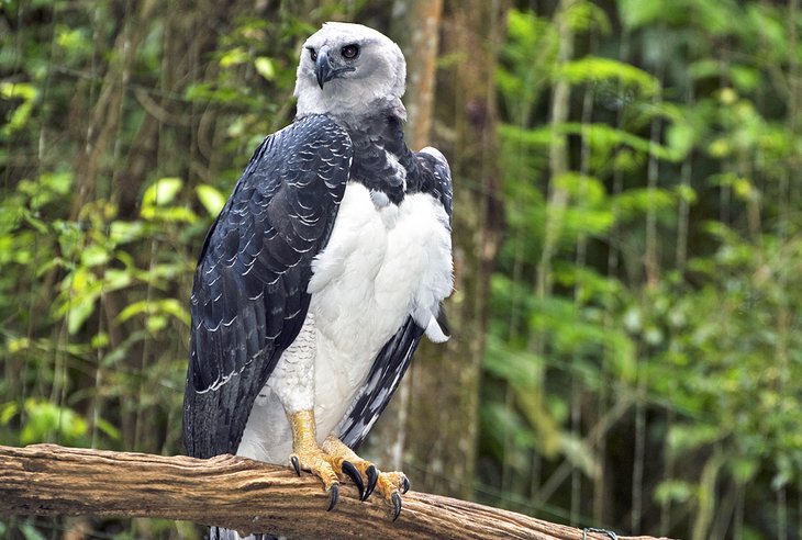 Harpy eagle