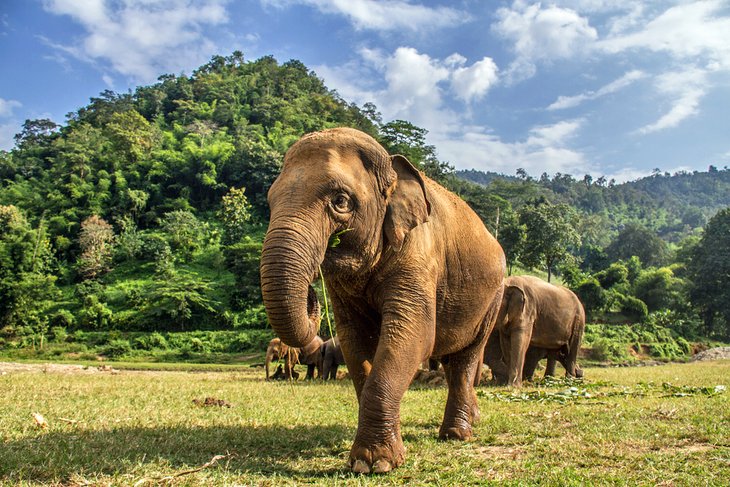 Chiang Mai's Elephant Nature Park
