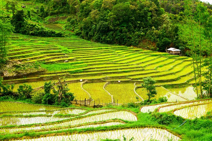 Rice paddy at Mae Sariang