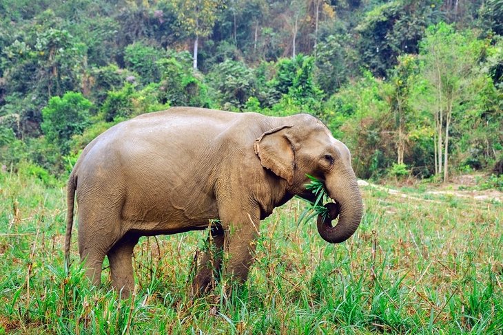 Éléphant au sanctuaire des éléphants de Boon Lott