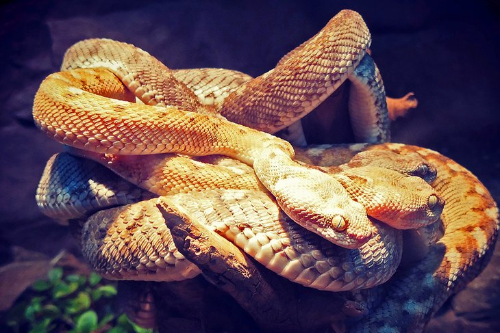 Snakes at the Sharjah Desert Park