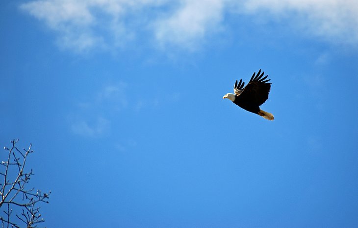 Bald eagle in McKenzie Conservation Area