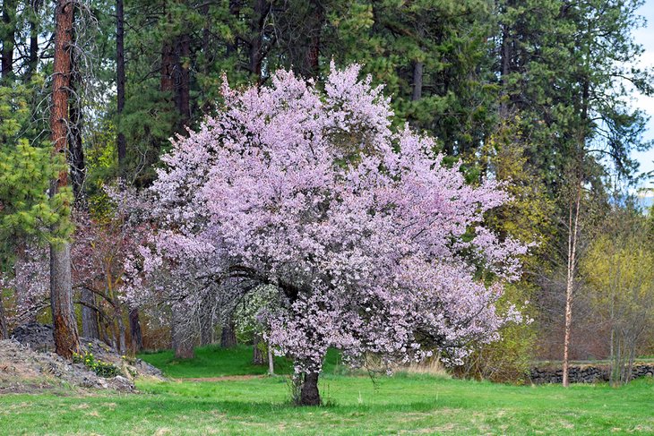 John A. Finch Arboretum