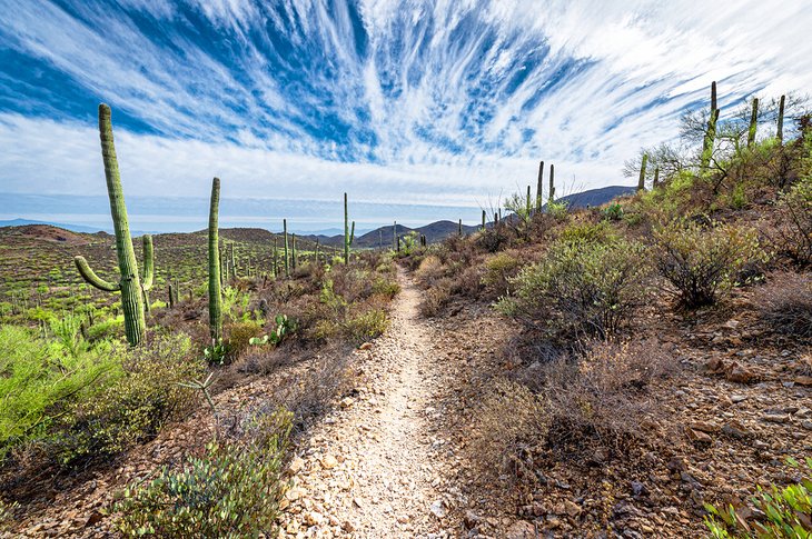 Sentier à travers le parc de Tucson Mountain