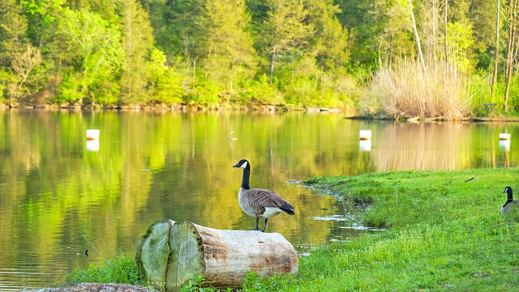 Canada geese at Lake Leatherwood