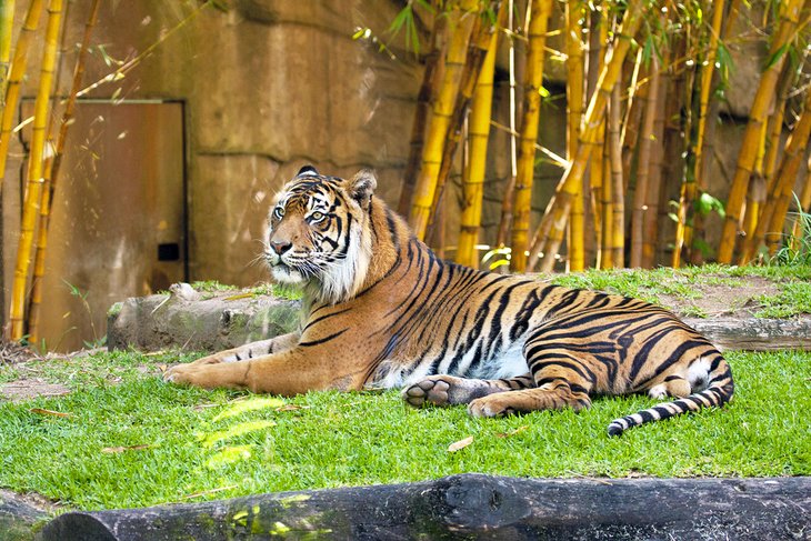 Tiger at Australia Zoo