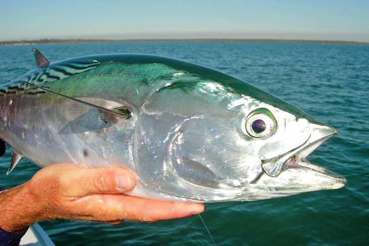 Tuna caught off Hervey Bay