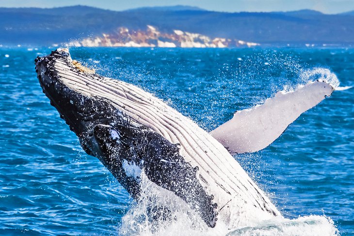 Humpback whale breaching off Hervey Bay