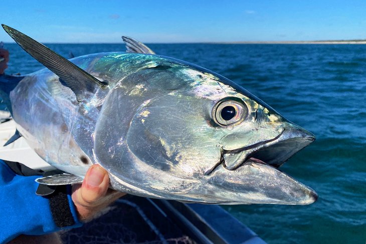 Tuna caught off Mooloolaba