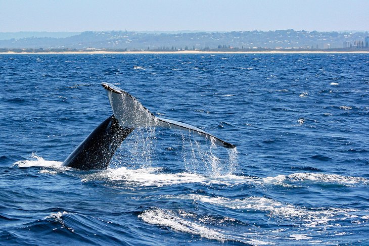 Humpback whale diving off the Mooloolaba coast