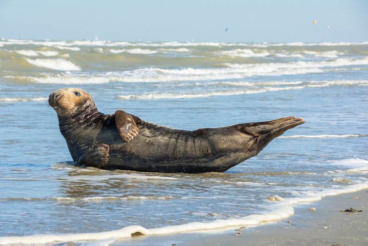 Seal sunbathing on Oostduinkerke Beach