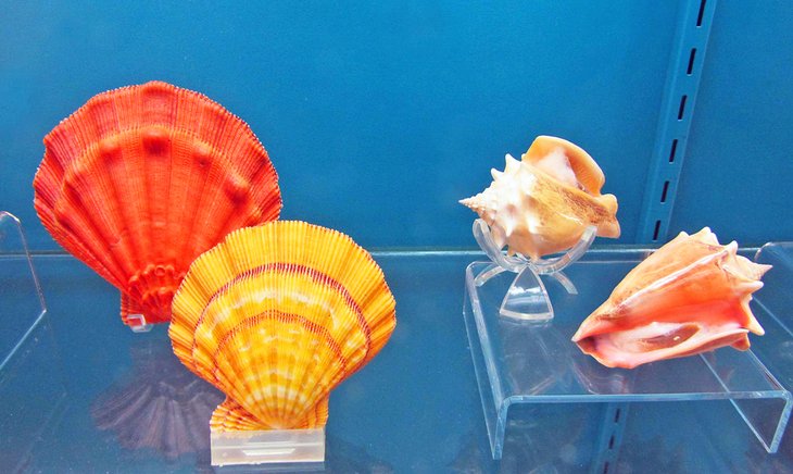 Seashells at the Bermuda Underwater Exploration Institute