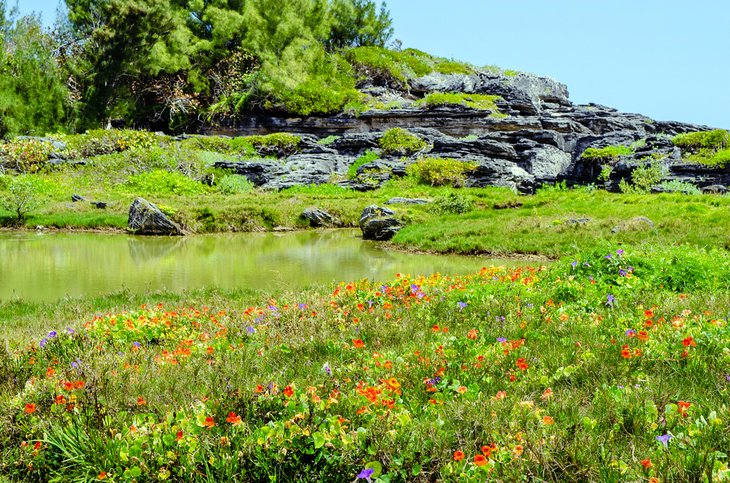 Spittal Pond Nature Reserve