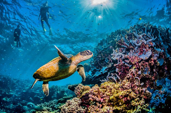 Turtle and divers at Australia's Great Barrier Reef